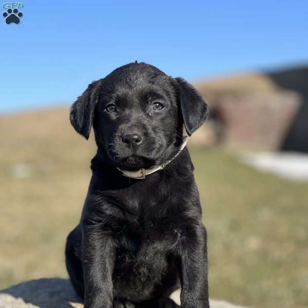 Sassy Sweetheart, Black Labrador Retriever Puppy
