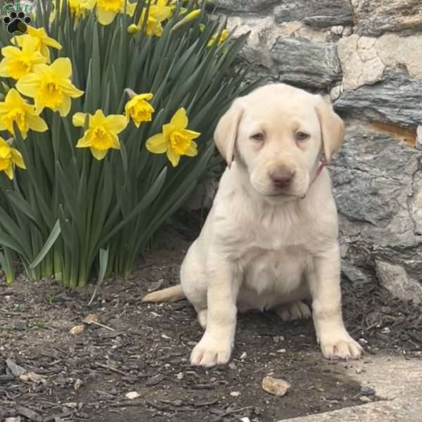 Blossom, Yellow Labrador Retriever Puppy