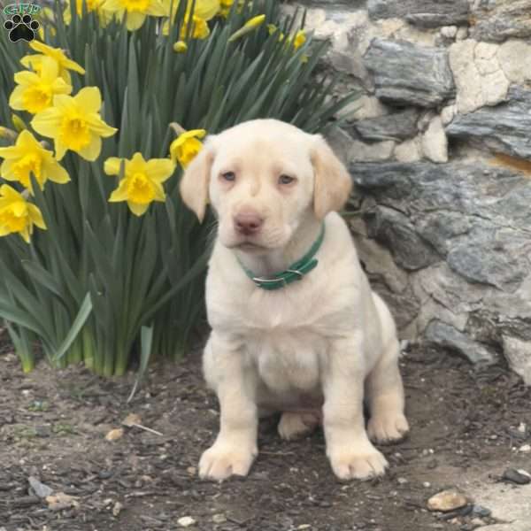 Biscuit, Yellow Labrador Retriever Puppy
