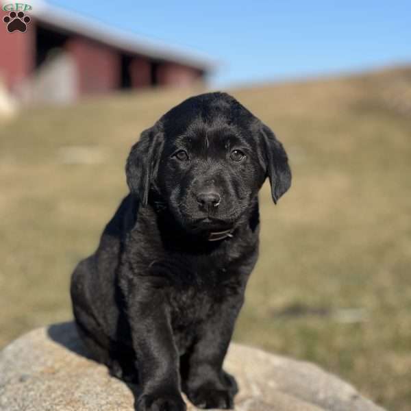 Bouncing Belle, Black Labrador Retriever Puppy