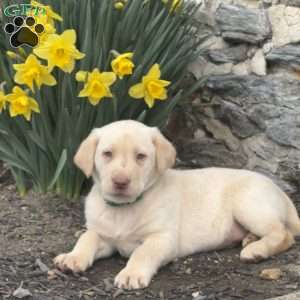 Biscuit, Yellow Labrador Retriever Puppy