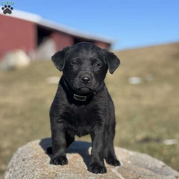 Chubby Chap, Black Labrador Retriever Puppy