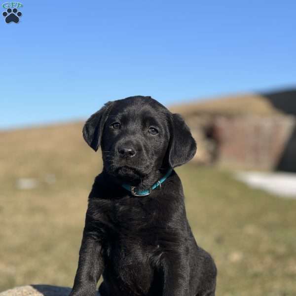 Rowdy Rocky, Black Labrador Retriever Puppy