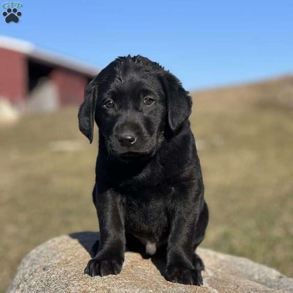 Diamond Dancer, Black Labrador Retriever Puppy