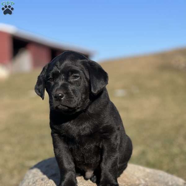 Buster Bear, Black Labrador Retriever Puppy