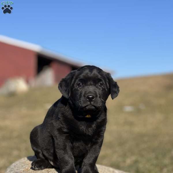 Dashing Dusty, Black Labrador Retriever Puppy