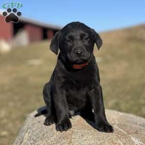 Black store retriever price