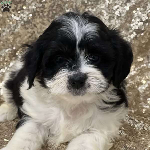 Tina, Havashu Puppy