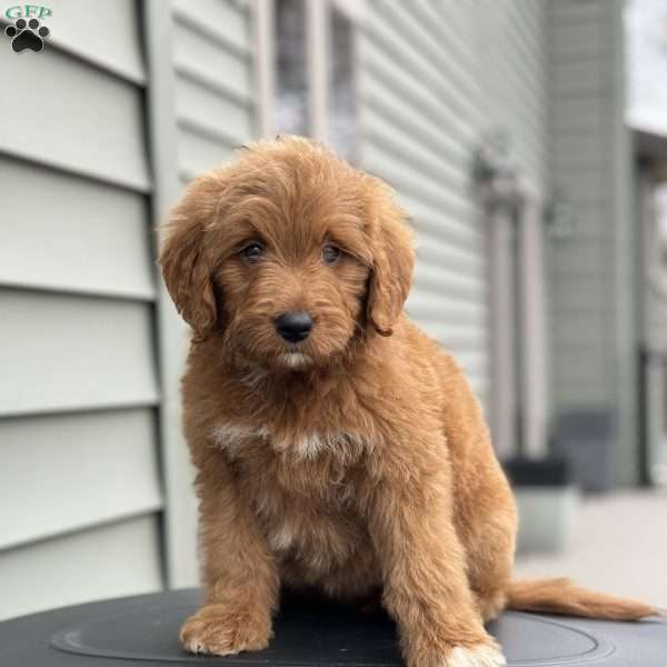 Rosie, Mini Goldendoodle Puppy