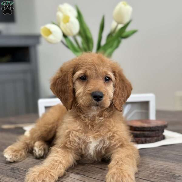 Millie, Mini Goldendoodle Puppy