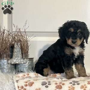 Chewy, Mini Bernedoodle Puppy