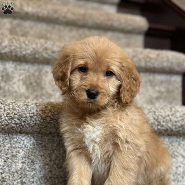 Sadie, Mini Goldendoodle Puppy