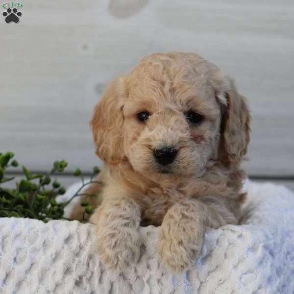 Jana, Mini Goldendoodle Puppy