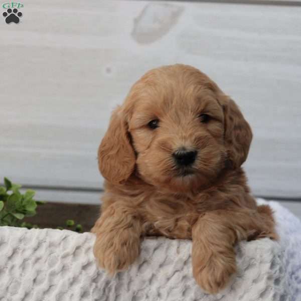 Joash, Mini Goldendoodle Puppy