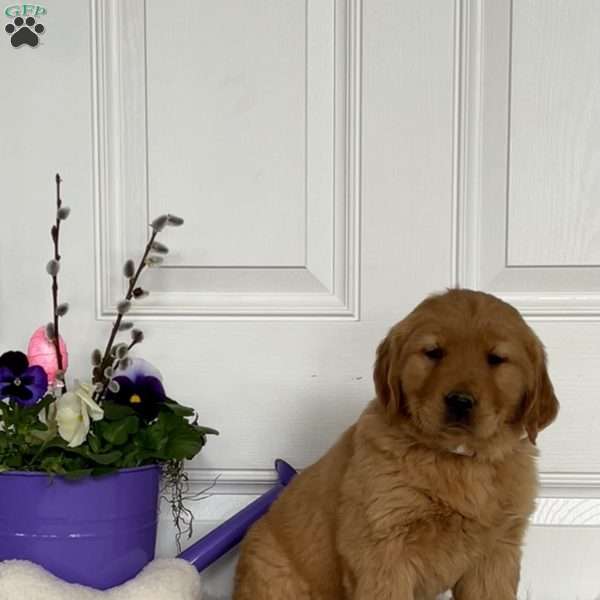 Charlotte, Golden Retriever Puppy