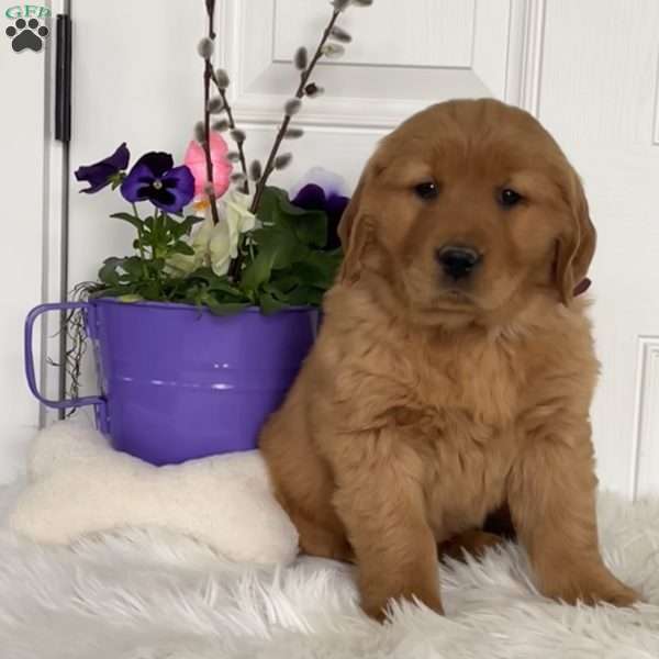 Chuck, Golden Retriever Puppy