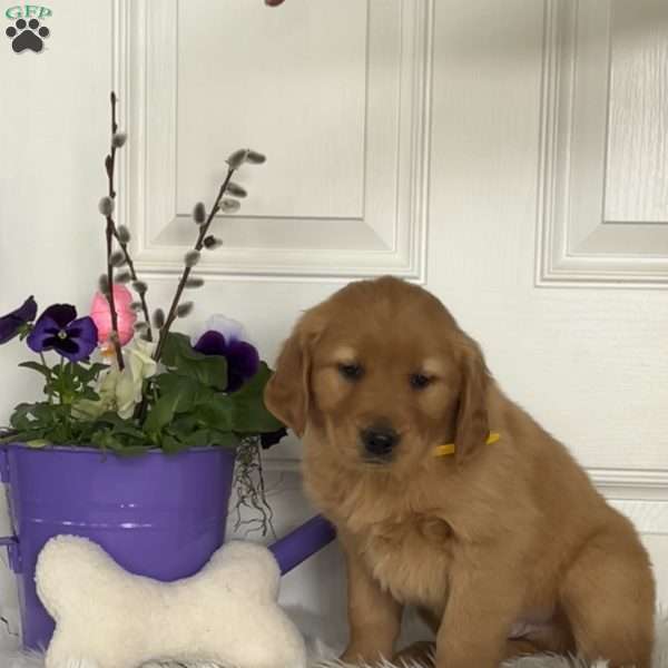 Clyde, Golden Retriever Puppy