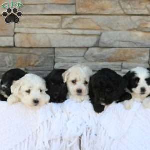 Aspen, Miniature Poodle Mix Puppy
