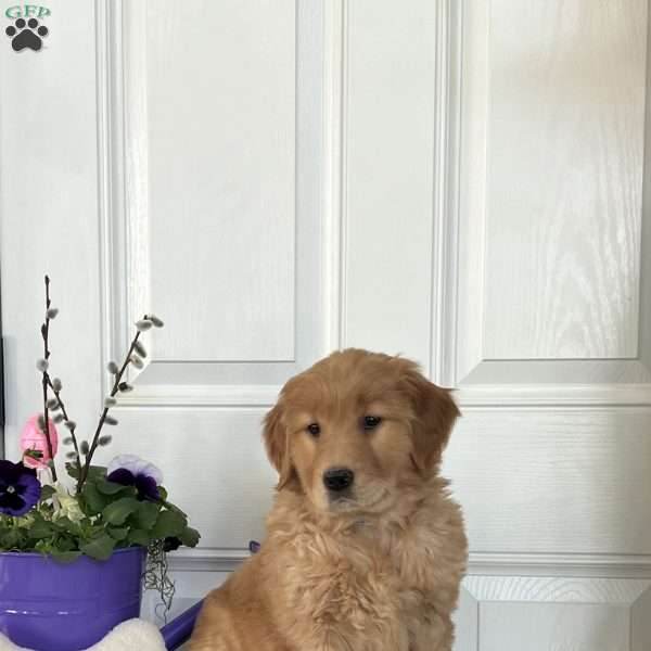 Dixie, Golden Retriever Puppy