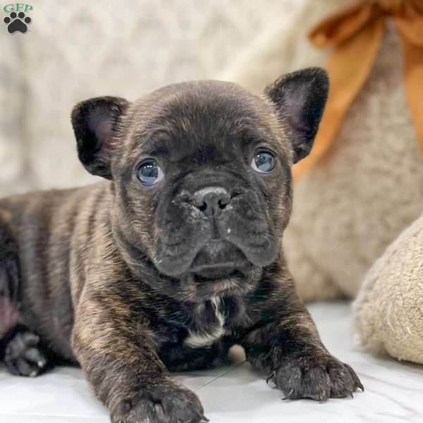Coco, Frenchton Puppy