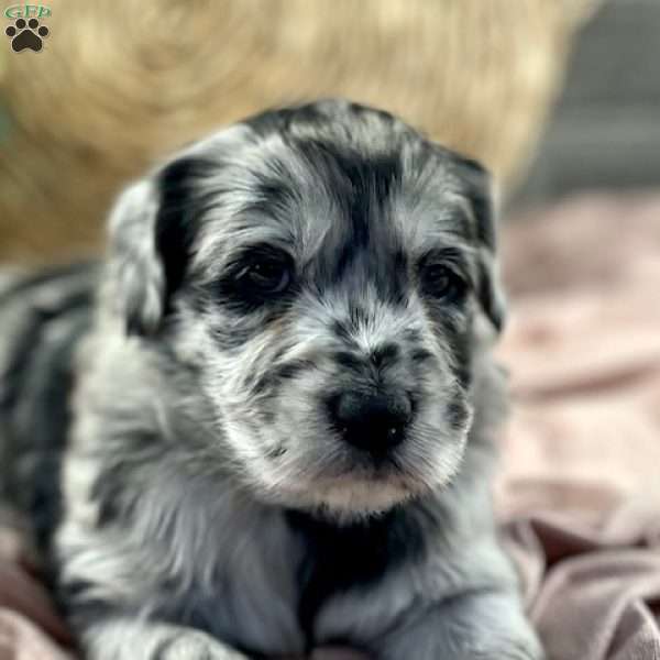 Chloe, Mini Labradoodle Puppy