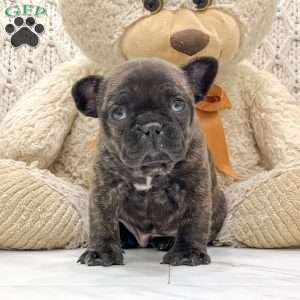 Coco, Frenchton Puppy