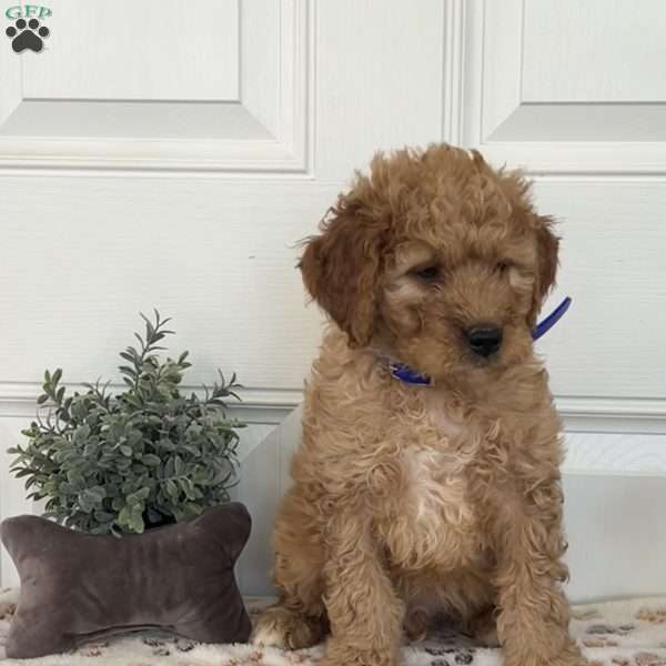 Finn, Mini Goldendoodle Puppy