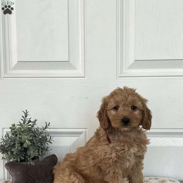 Froggy, Mini Goldendoodle Puppy