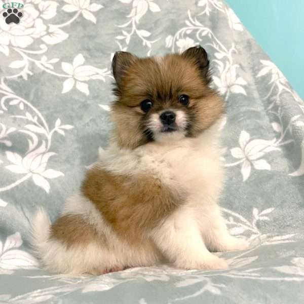 Prancy, Pomeranian Puppy