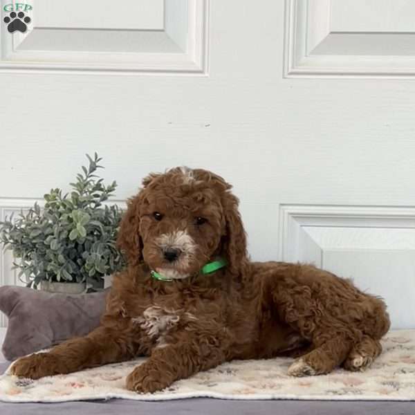 Leroy, Goldendoodle Puppy