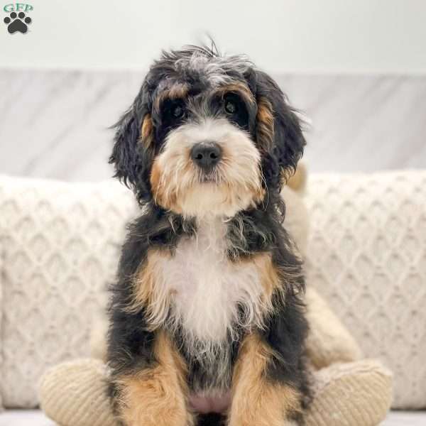 Milly, Mini Bernedoodle Puppy