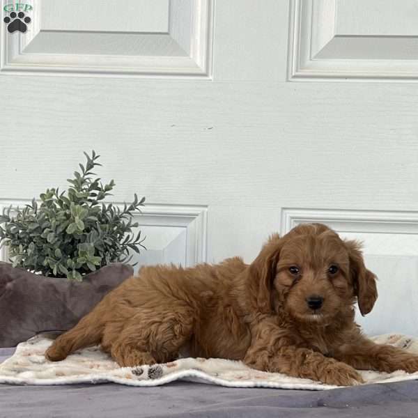 Mack, Mini Goldendoodle Puppy