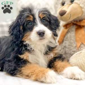 Molly, Mini Bernedoodle Puppy