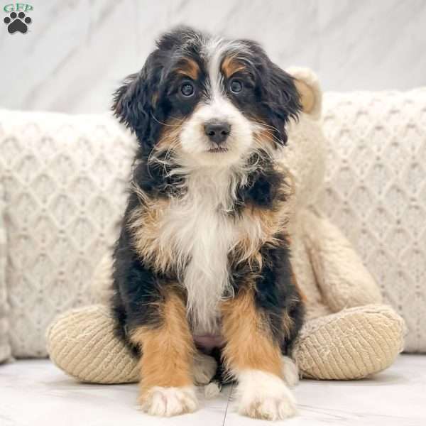 Molly, Mini Bernedoodle Puppy