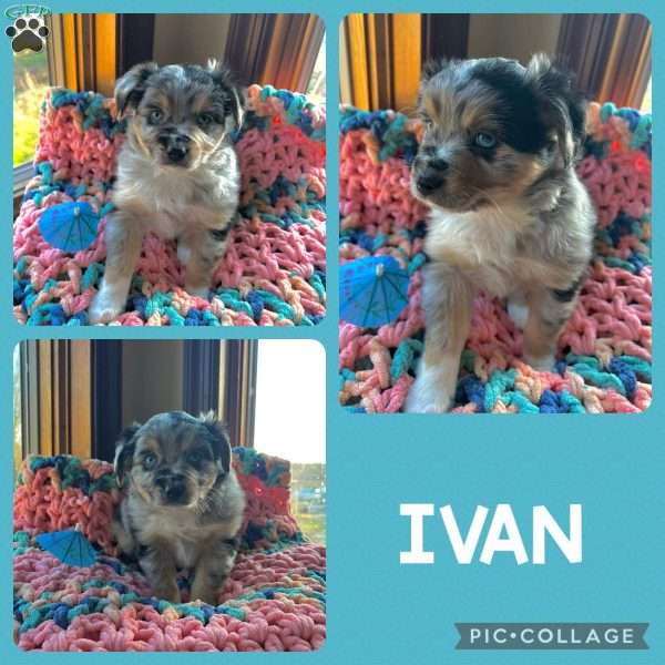 Ivan, Toy Australian Shepherd Puppy