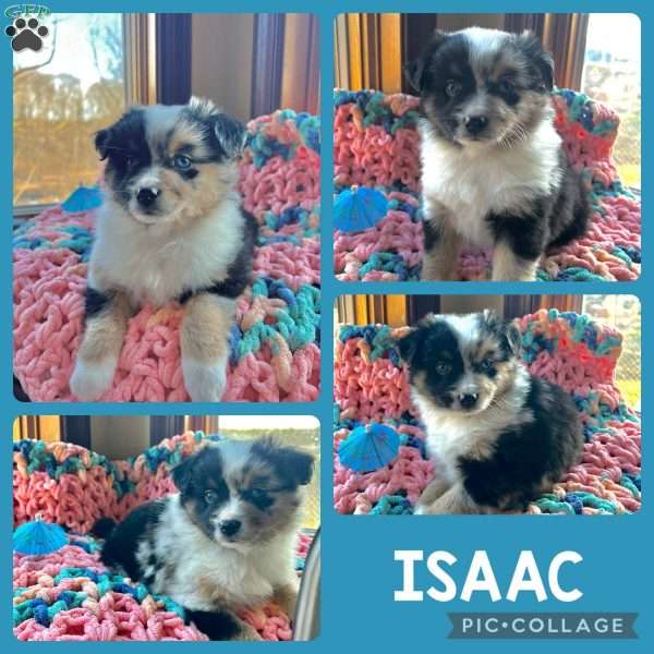 Isaac, Toy Australian Shepherd Puppy