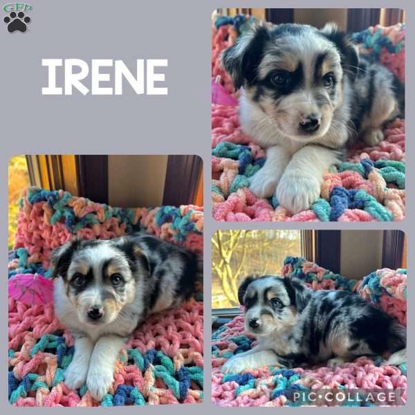 Irene, Toy Australian Shepherd Puppy