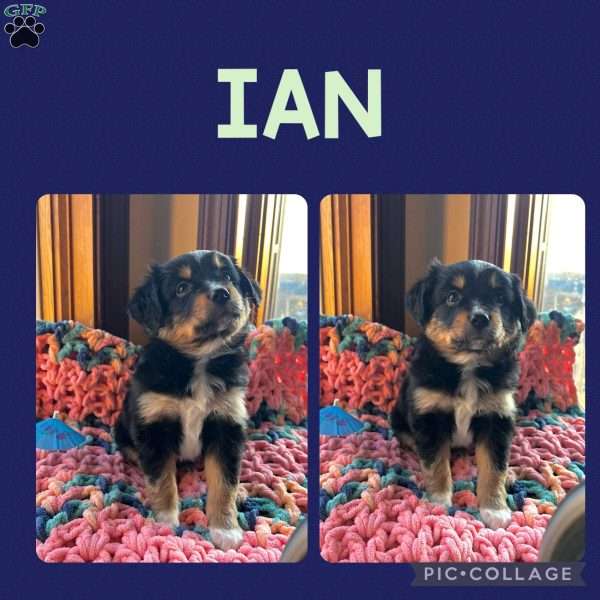 Ian, Toy Australian Shepherd Puppy