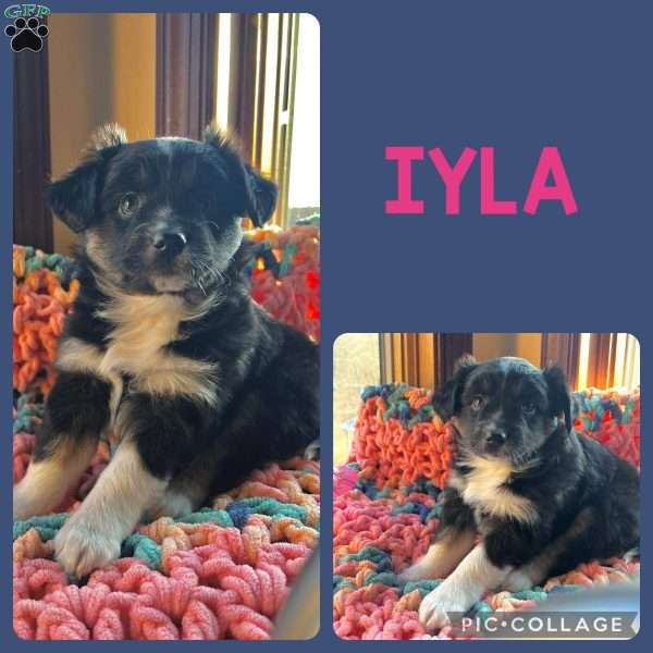 Iyla, Toy Australian Shepherd Puppy