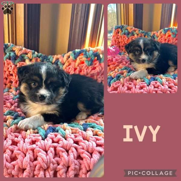 Ivy, Toy Australian Shepherd Puppy