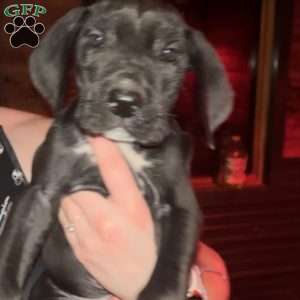 Tucker, Great Dane Puppy