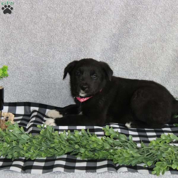Missy, Labrador Mix Puppy
