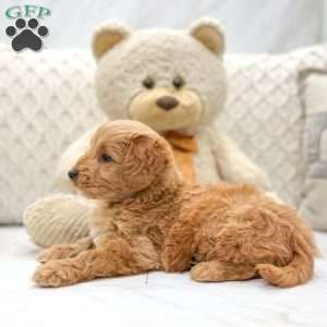 Jimmy, Mini Goldendoodle Puppy