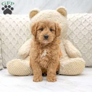 Jimmy, Mini Goldendoodle Puppy