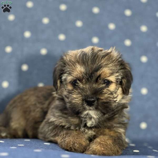 Kevin, Shorkie Puppy