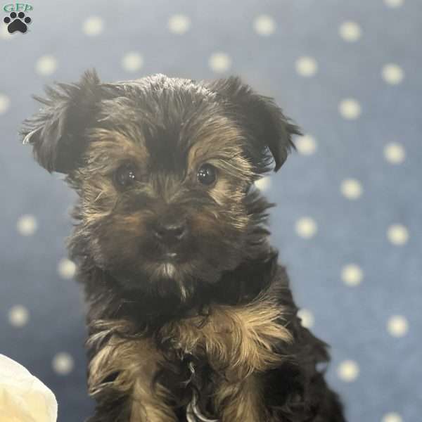 Tinker - Yorkie Puppy For Sale in New York