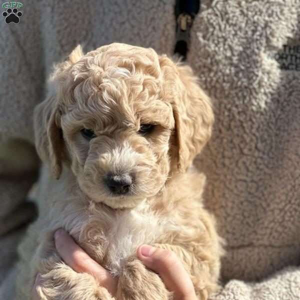 Mr. Dossie, Mini Goldendoodle Puppy