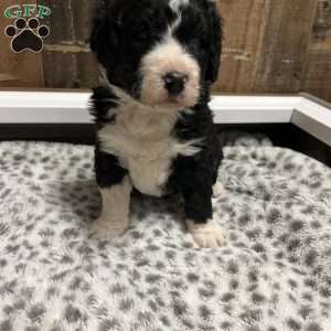 MOLLY, Bernedoodle Puppy