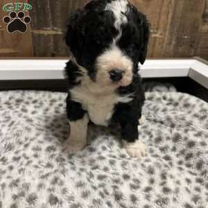 MOLLY, Bernedoodle Puppy