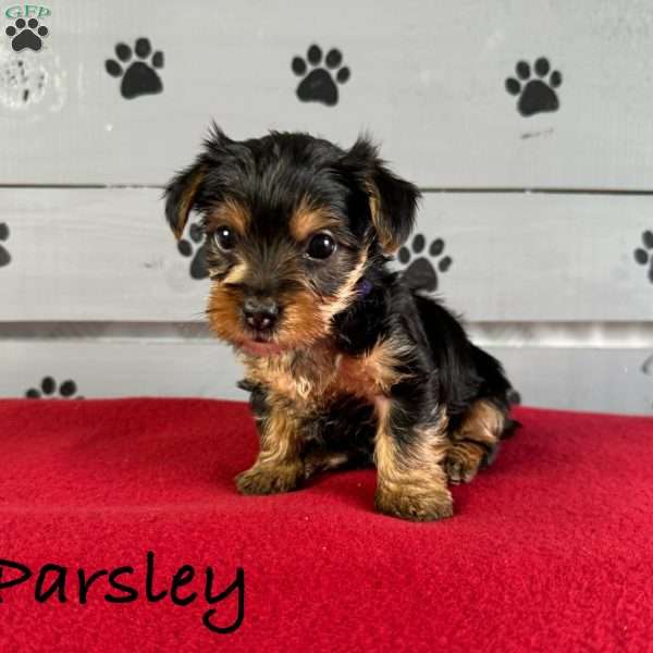Parsley, Yorkie Puppy